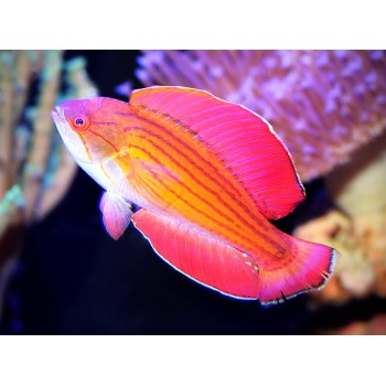Paracheilinus octotaenia губан
