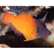 Pervagor melanocephalus Краснохвостый единорог