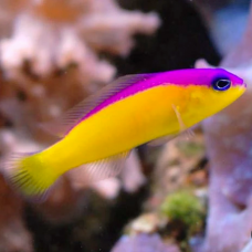 Pictichromis diadema - purpletop-dottyback