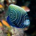 Pomacanthus imperator subadult - Ангел императорский