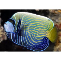 Pomacanthus imperator subadult - Ангел императорский
