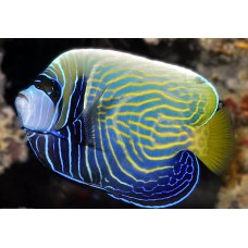 Pomacanthus imperator subadult - Ангел імператорський