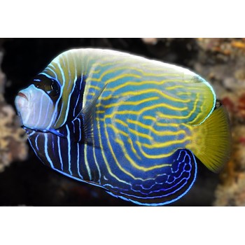 Pomacanthus imperator subadult - Ангел императорский
