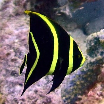 Pomacanthus paru рыба-ангел