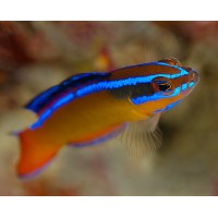 Pseudochromis aldabraensis Псевдохромис