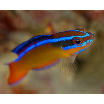Pseudochromis aldabraensis Псевдохромис
