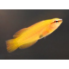 Pseudochromis leucorhynchus Псевдохроміс