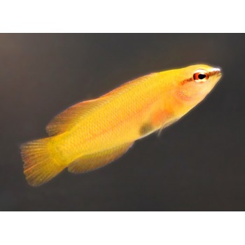 Pseudochromis leucorhynchus