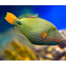 Undulated Triggerfish Спинорог оранжевополосый L