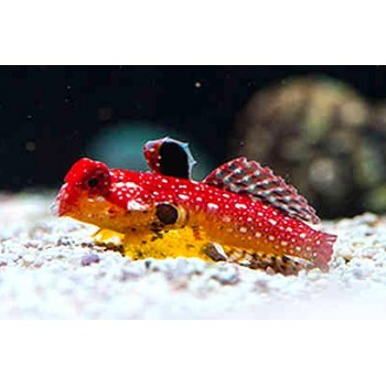 Synchiropus sycorax – червоний дракон Synchiropus sycorax – червоний дракон