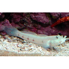 Valenciennea longipinnis бычок-валансьенн длинноплавничный