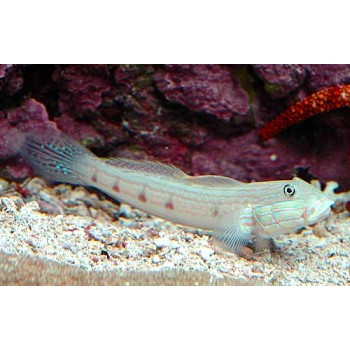 Valenciennea longipinnis бычок-валансьенн длинноплавничный