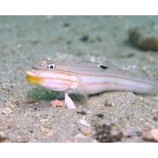 Valenciennea muralis бычок-валансьенн полосатый