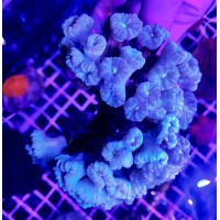 Caulastrea blue Кауластрея голубая 1 голова