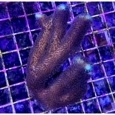 Stylophora Milka (Elkhorn Coral) Стилофора милка