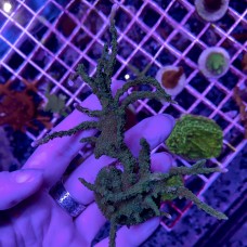 Анакропора Anacropora sp коралл