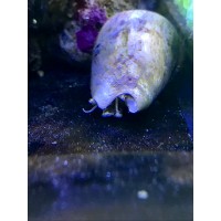 Стромбус Strombus