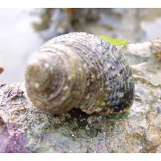 Turbo snail Равлик-водороїд Турбо